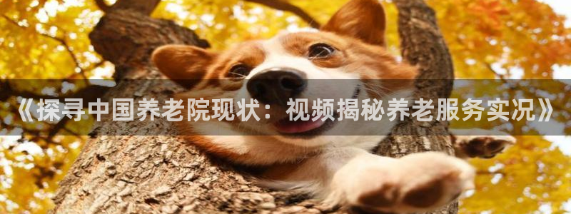 韦德1946国际